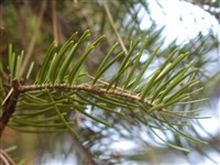 Пихта цельнолистная – Abies holophylla Maxim.