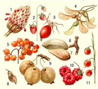 Плод (типы плодов 3)