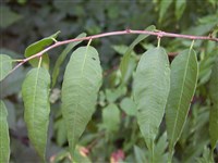 Плоскосемянник китайский – Prinsepia sinensis (Oliv.) Kom. (1)