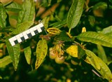 Плоскосемянник китайский – Prinsepia sinensis (Oliv.) Kom. (2)