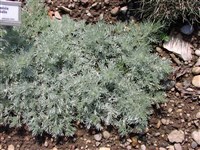 Полынь ледниковая – Artemisia gracialis L.