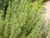 Полынь лечебная, метельчатая, высокая – Artemisia abrotanum L. (1)
