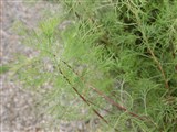 Полынь лечебная, метельчатая, высокая – Artemisia abrotanum L. (2)