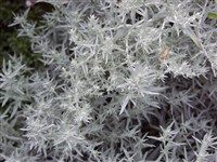 Полынь людовициана, Пурша, белый шалфей – Artemisia ludoviciana L.