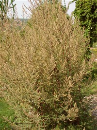 Полынь обыкновенная, чернобыльник, быльник – Artemisia vulgaris L.
