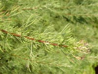 Полынь однолетняя, сладкая – Artemisia annua L.