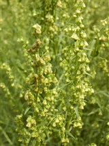 Полынь эстрагон, тархун, таррагон – Artemisia dracunculus L. (2)