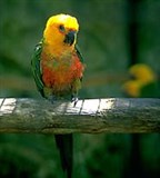 Попугаи (желтоголовый попугай)