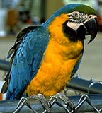 Попугаи (синежелтый ара)