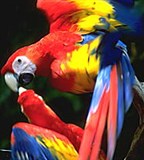 Попугаи (трехцветные ара)