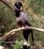 Попугаи (черный какаду)