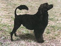 Португальская водяная собака