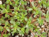 Портулак овощной – Portulaca oleracea L.
