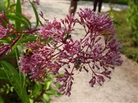 Посконник пурпурный – Eupatorium purpureum L.
