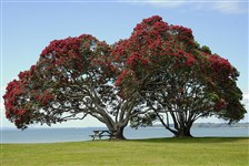 Похутукава, дерево (Новая Зеландия)