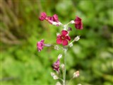 Примула Кокбурна – Primula cockburniana Hemsl. (2)
