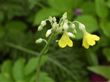 Примула Флоринды – Primula florindae Kindom-Ward. (2)