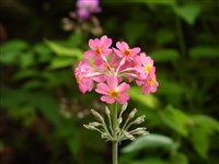Примула бирманская – Primula burmanica Balf.f. & Kindom-Ward.