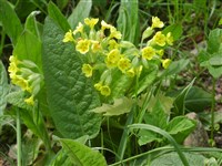 Примула весенняя, лекарственная, крупночашечковая – Primula veris L. (1)