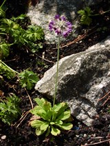 Примула головчатая – Primula capitata Hook. (3)
