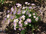 Примула пругоницкая – Primula x pruhonicensis Zeeman ex Bergmans (2)