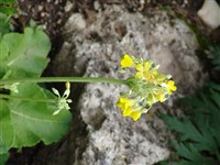 Примула сильная – Primula firmipes Balf.f & Forr.