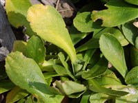 Примула ушковая, аурикула, реснитчатая – Primula auricula L.