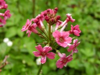 Примула японская – Primula japonica A.Gray. (1)