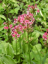 Примула японская – Primula japonica A.Gray. (2)