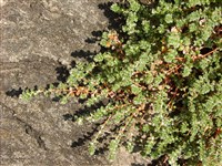 Приноготовник головчатый – Paronychia capitata (L.) Lam.