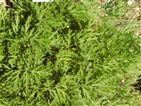 Пульсатилла горная – Pulsatilla montana (Hoppe) Rchb. (1)