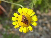 Пупавка красильная, светло-желтая – Anthemis tinctoria L.