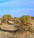 Пустыня (кустарниковая растительность)