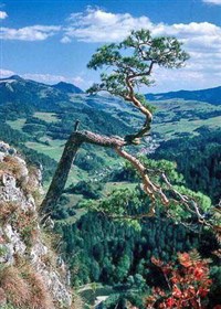 Пьенинский национальный парк (дерево)
