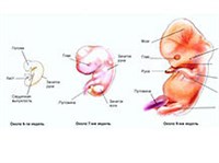 Развитие эмбриона (схема)