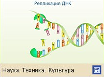 Репликация (репликация ДНК)