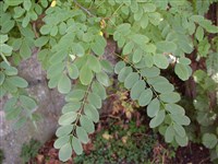Робиния псевдоакация – Robinia pseudoacacia L. (1)