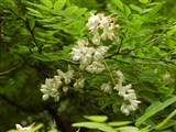 Робиния псевдоакация – Robinia pseudoacacia L. (2)