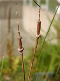 Рогоз малый – Typha minima Hoppe.