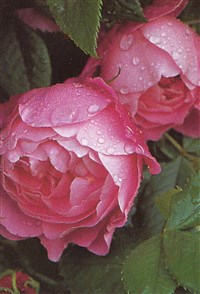 Род роза (шиповник) – Rosa L. (1)