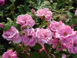 Род роза (шиповник) – Rosa L. (10)