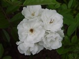 Род роза (шиповник) – Rosa L. (11)