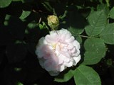 Род роза (шиповник) – Rosa L. (2)