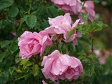 Род роза (шиповник) – Rosa L. (3)