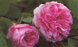 Род роза (шиповник) – Rosa L. (4)