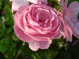 Род роза (шиповник) – Rosa L. (5)