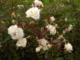 Род роза (шиповник) – Rosa L. (7)