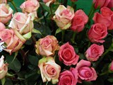 Род роза (шиповник) – Rosa L. (8)