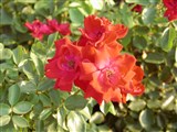 Род роза (шиповник) – Rosa L. (9)