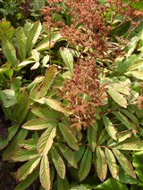 Роджерсия бузинолистная – Rodgersia sambucifolia Hemsl. (2)